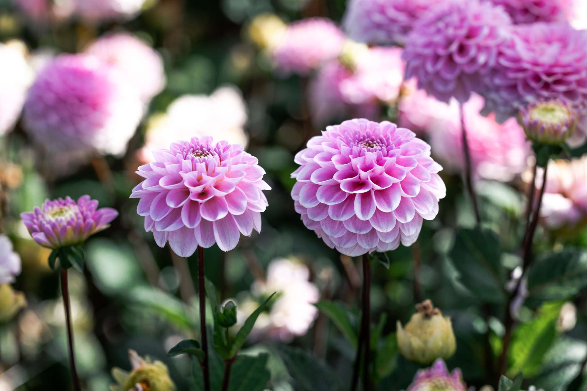 Dahlia 'Wizard of Oz'